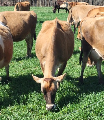 Healthy Grass Fed Jersey heifers, bred heifers and milking cows A2A2